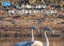 Quatro flamingos foram avistados na Barragem de Santa Águeda (Marateca)