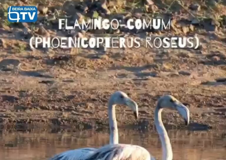 Quatro flamingos foram avistados na Barragem de Santa Águeda (Marateca)