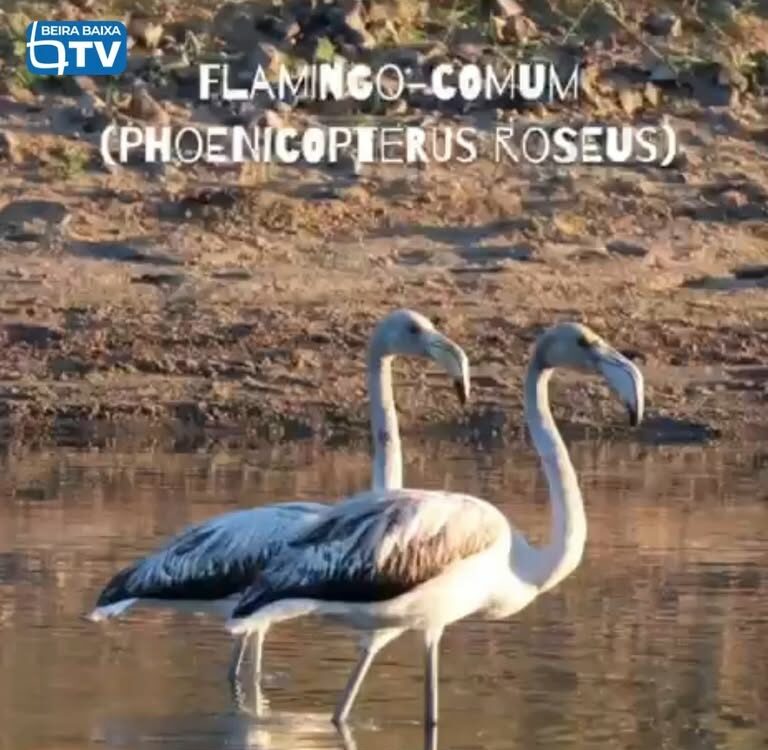 Quatro flamingos foram avistados na Barragem de Santa Águeda (Marateca)
