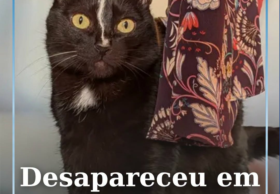 Um gato preto está desaparecido na zona da Quinta Doutor Beirão