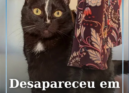 Um gato preto está desaparecido na zona da Quinta Doutor Beirão