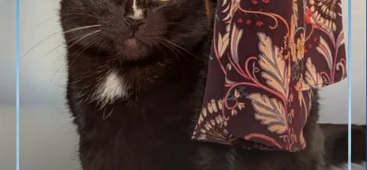 Um gato preto está desaparecido na zona da Quinta Doutor Beirão