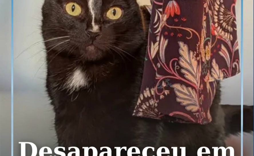 Um gato preto está desaparecido na zona da Quinta Doutor Beirão