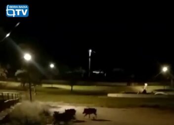Um grupo de quatro javalis foi avistado esta terça-feira, pelas 21h45
