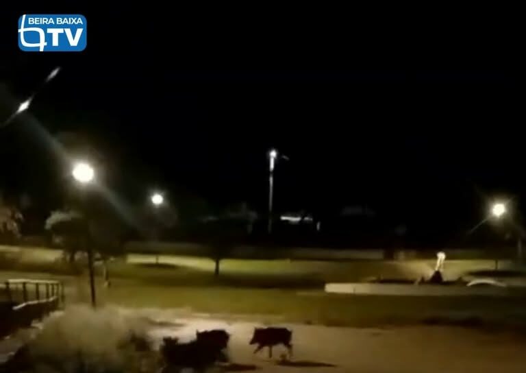 Um grupo de quatro javalis foi avistado esta terça-feira, pelas 21h45