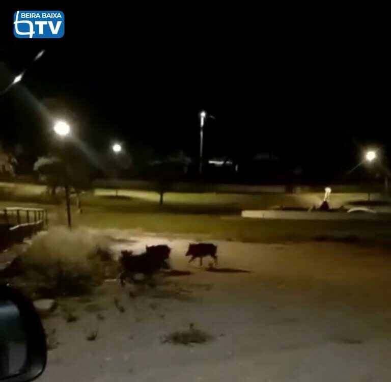 Um grupo de quatro javalis foi avistado esta terça-feira, pelas 21h45