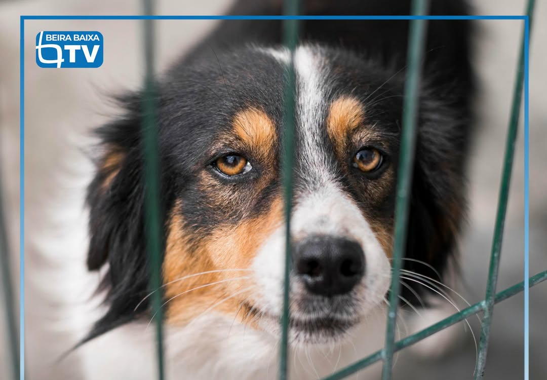 A Assembleia da República aprovou novas regras de proteção animal que proíbem ma