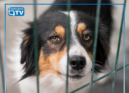 A Assembleia da República aprovou novas regras de proteção animal que proíbem ma