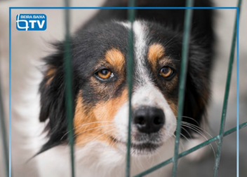 A Assembleia da República aprovou novas regras de proteção animal que proíbem ma