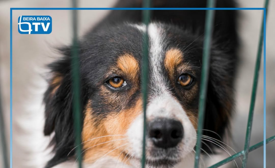 A Assembleia da República aprovou novas regras de proteção animal que proíbem ma