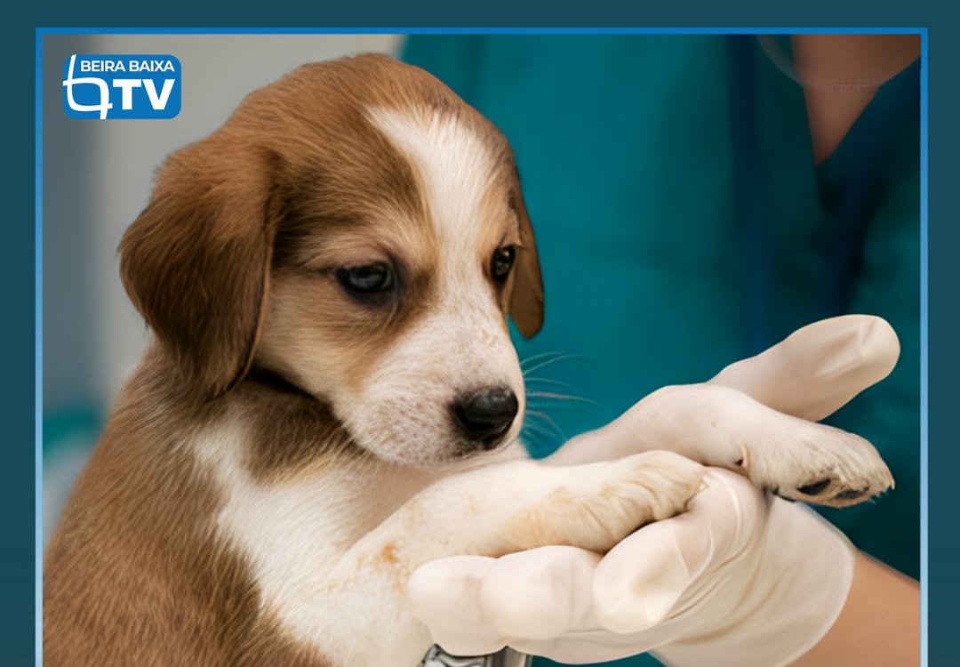 A Ordem dos Médicos Veterinários (OMV) entrega hoje na Assembleia da República u