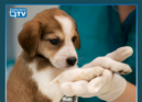 A Ordem dos Médicos Veterinários (OMV) entrega hoje na Assembleia da República u
