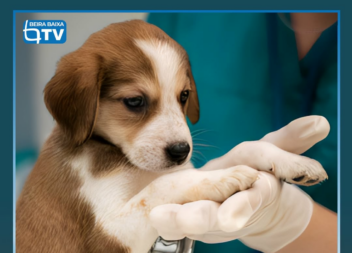 A Ordem dos Médicos Veterinários (OMV) entrega hoje na Assembleia da República u