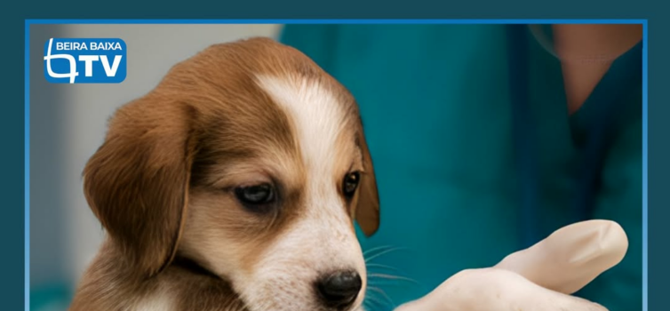 A Ordem dos Médicos Veterinários (OMV) entrega hoje na Assembleia da República u