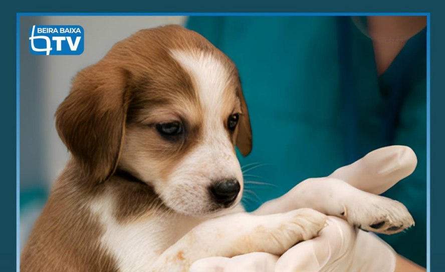 A Ordem dos Médicos Veterinários (OMV) entrega hoje na Assembleia da República u