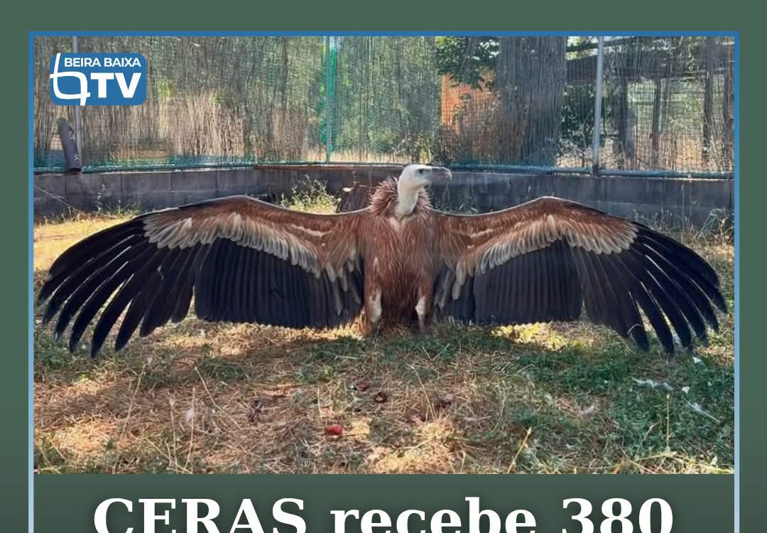 Cerca de 1.180 animais selvagens foram recebidos no primeiro semestre do ano nos