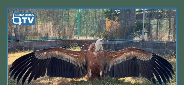 Cerca de 1.180 animais selvagens foram recebidos no primeiro semestre do ano nos