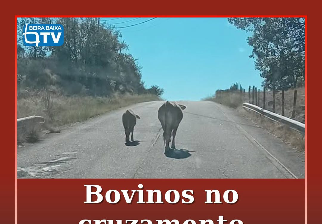 Foram avistados, na manhã desta segunda-feira, 26 de outubro de 2026