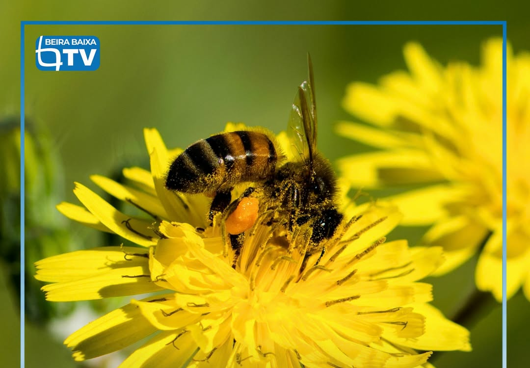 O Governo vai prolongar por mais um ano os apoios à apicultura para a biodiversi