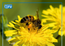 O Governo vai prolongar por mais um ano os apoios à apicultura para a biodiversi