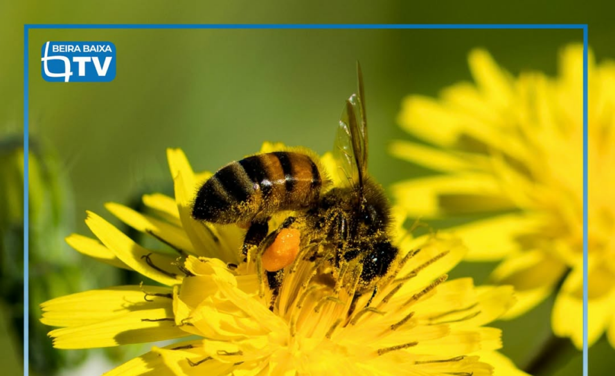 O Governo vai prolongar por mais um ano os apoios à apicultura para a biodiversi