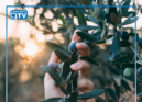 O Município de Proença-a-Nova vai vender, em hasta pública