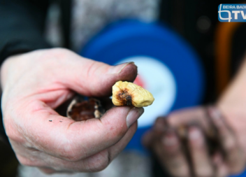 Oleiros volta a receber a Mostra dos Frutos de Outono