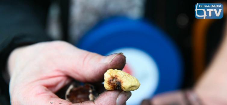 Oleiros volta a receber a Mostra dos Frutos de Outono