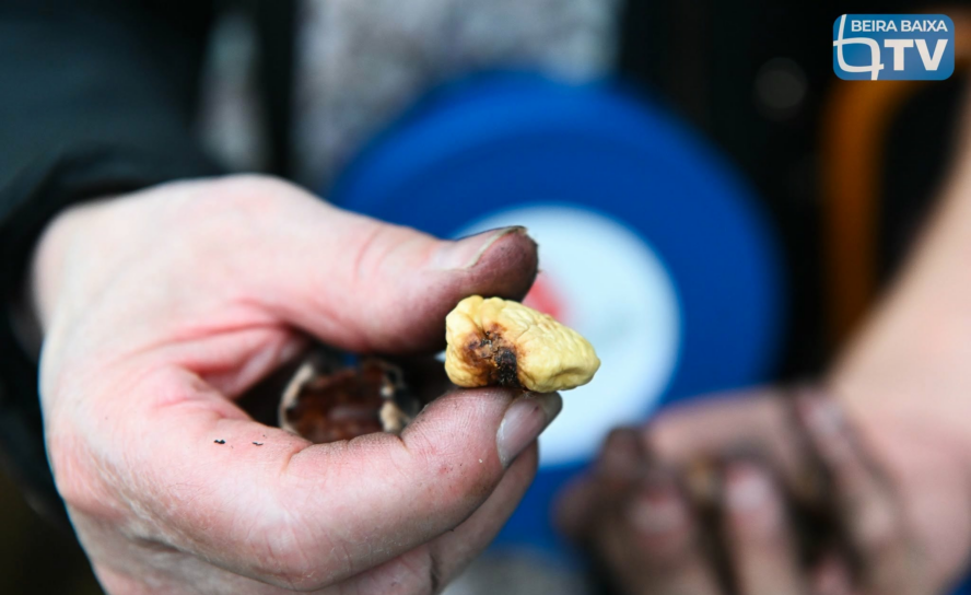 Oleiros volta a receber a Mostra dos Frutos de Outono