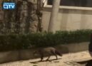 Uma raposa foi avistada na madrugada deste sábado, 24 de outubro