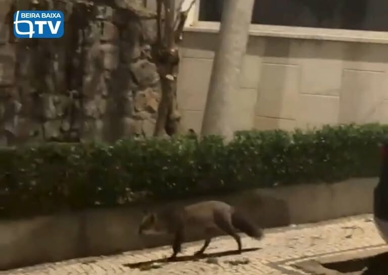 Uma raposa foi avistada na madrugada deste sábado, 24 de outubro