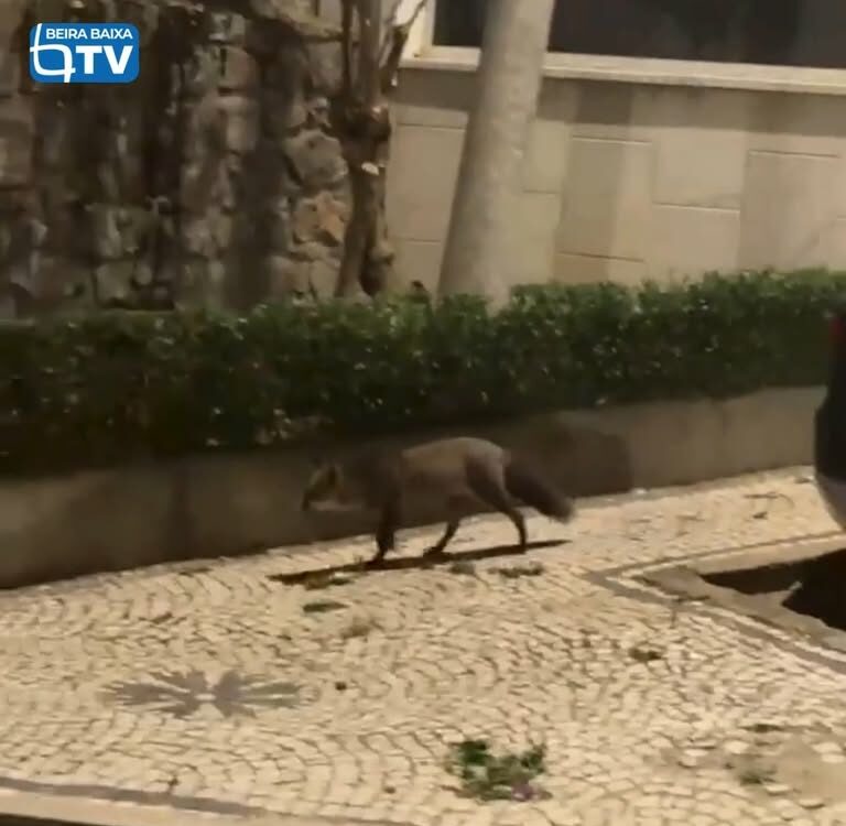 Uma raposa foi avistada na madrugada deste sábado, 24 de outubro