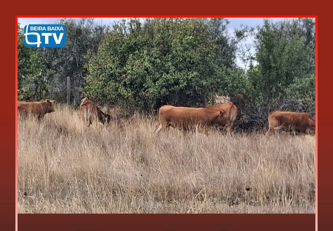Várias vacas estão há cerca de um mês à solta na freguesia de Toulões