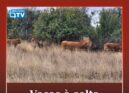Várias vacas estão há cerca de um mês à solta na freguesia de Toulões