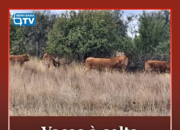 Várias vacas estão há cerca de um mês à solta na freguesia de Toulões