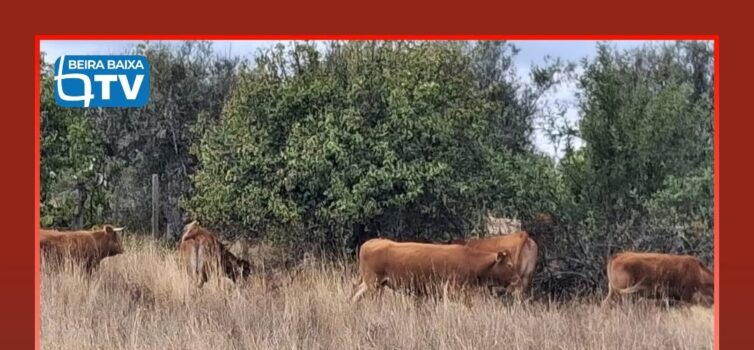 Várias vacas estão há cerca de um mês à solta na freguesia de Toulões