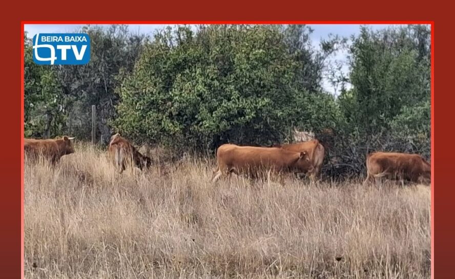 Várias vacas estão há cerca de um mês à solta na freguesia de Toulões