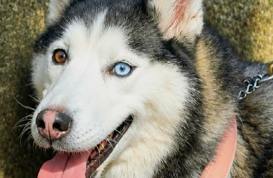 XV Cãominhada reuniu donos e cães em passeio ao ar livre