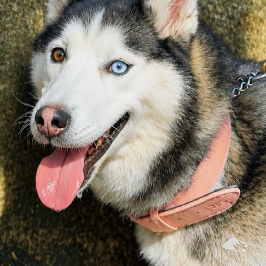 XV Cãominhada reuniu donos e cães em passeio ao ar livre